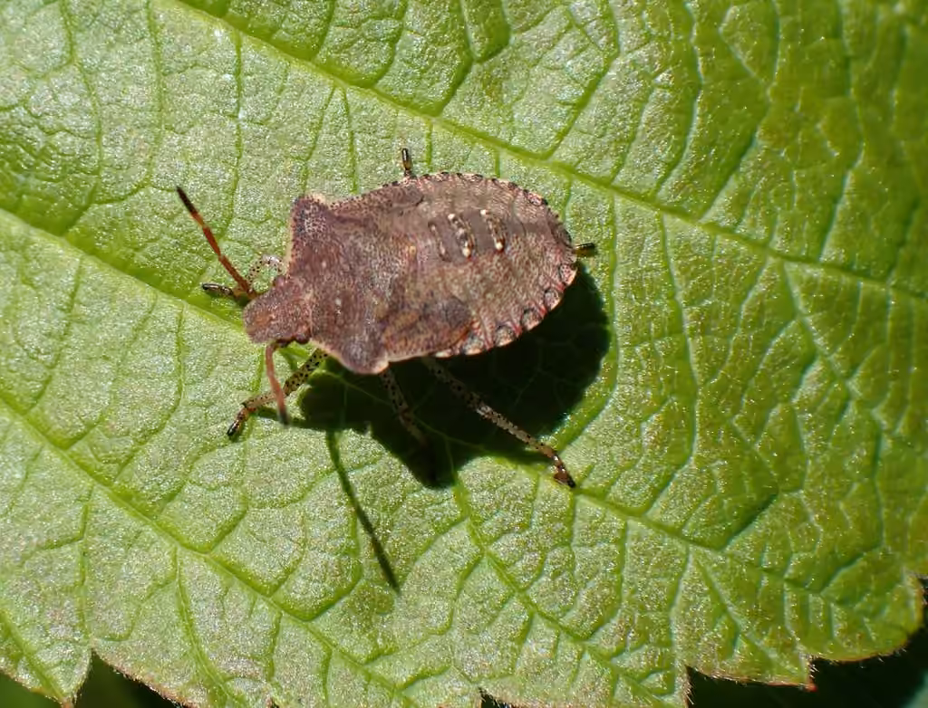 Punaise à trois taches, Nymphe
