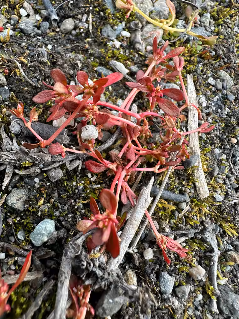 Koenigie d'Islande, En fruits