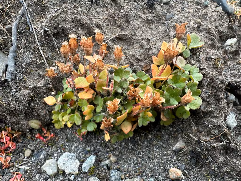 Saxifrage hyperboréale, En fruits