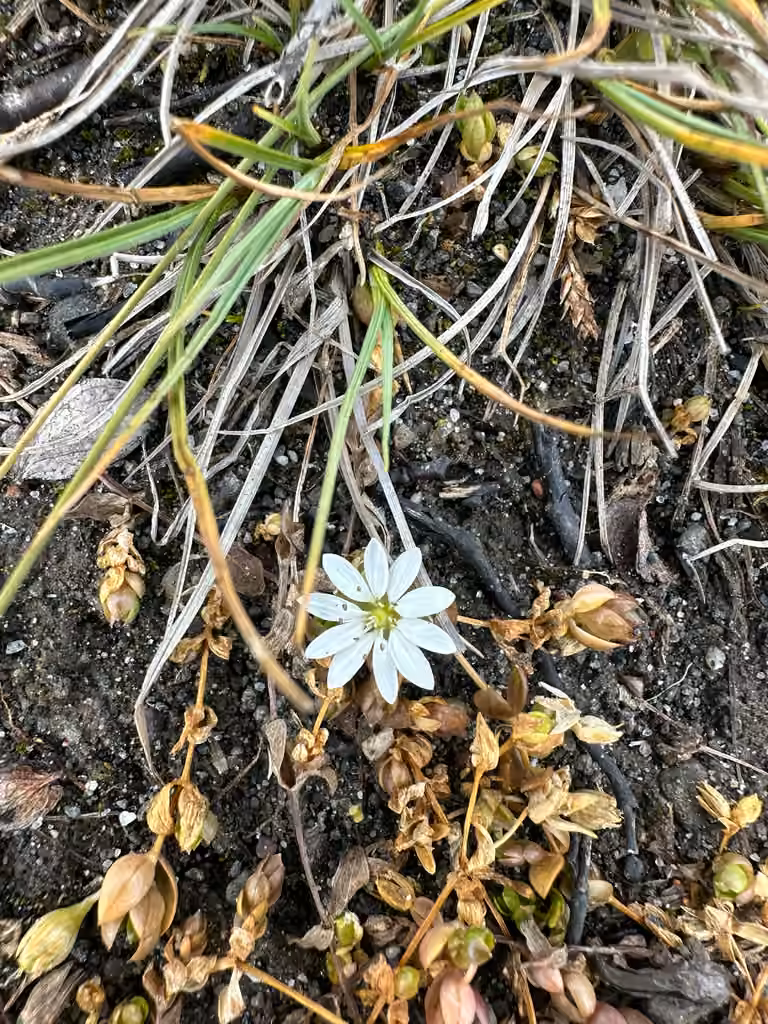 Stellaire déprimée, En fruits