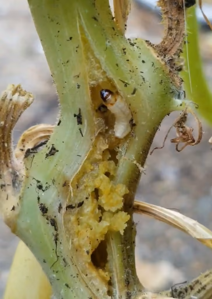 Squash Vine Borer, Chenille