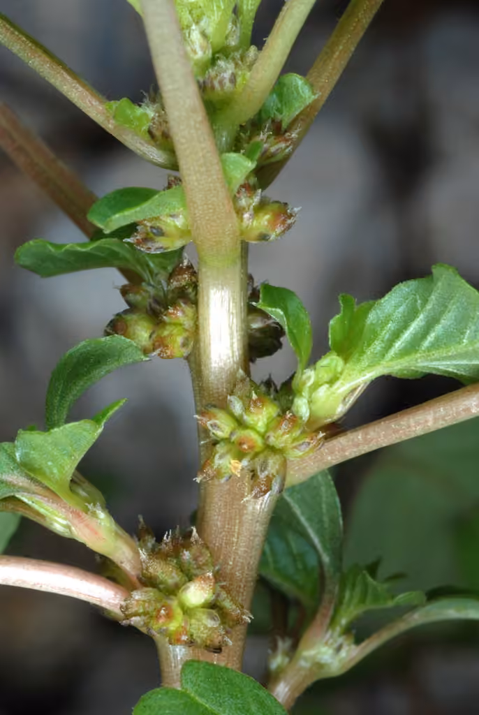 Purple amaranth, In flower