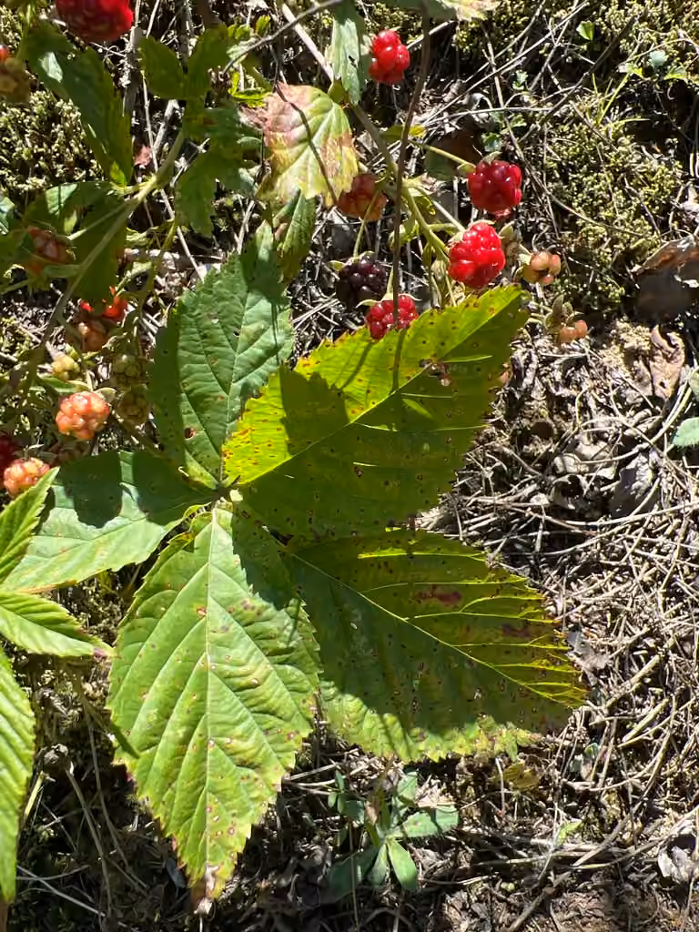 Setose blackberry, In fruit