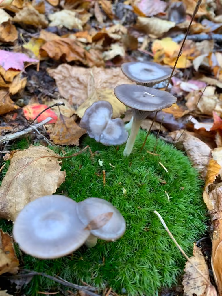 Hygrocybe violacé, photo 3 sur 5