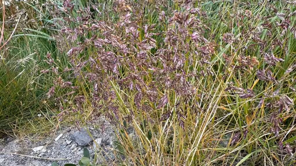 Pâturin alpin, En fleurs