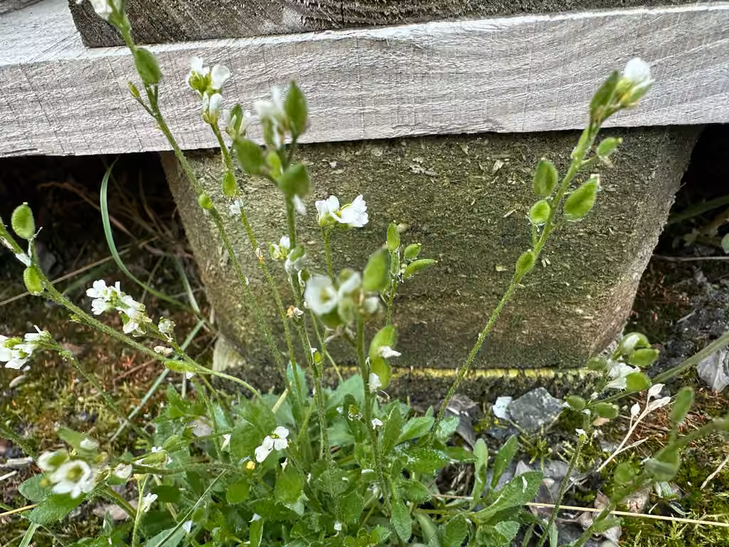 Norwegian draba, In fruit