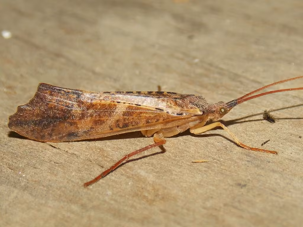 Limnéphile hostile