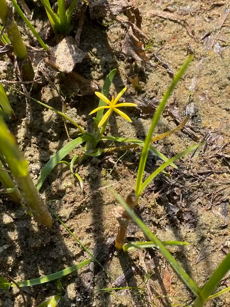 Hétéranthère litigieuse, En fleurs