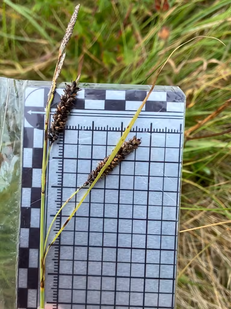 Carex glauque, En fruits