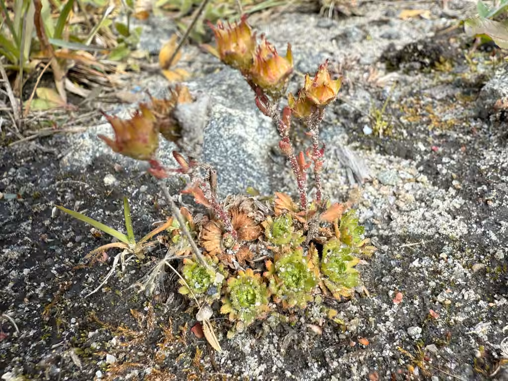 Tufted alpine saxifrage, In fruit