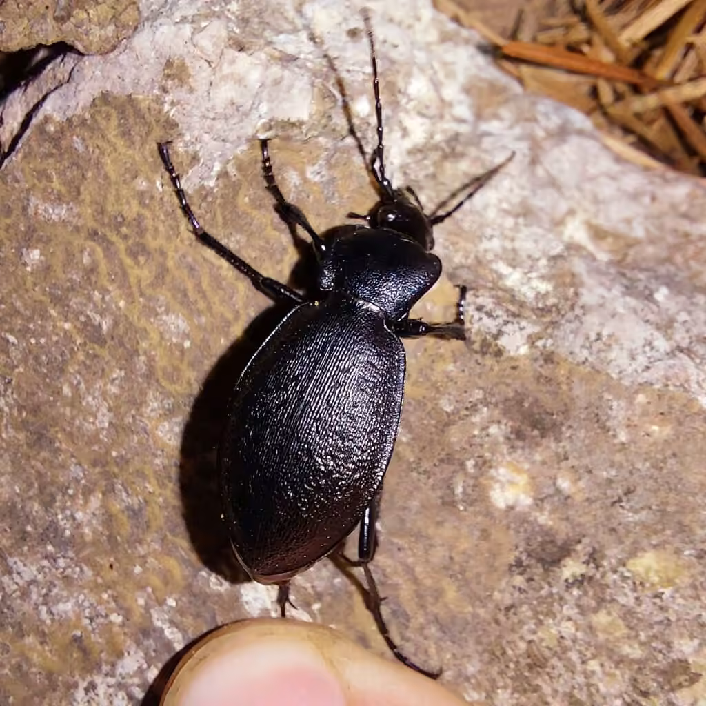 Gravel Ground Beetle, Female