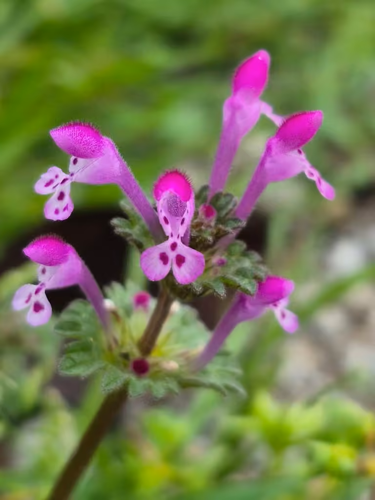 Henbit