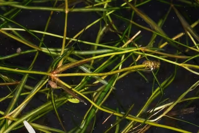 Potamot de Berchtold, photo 1 sur 5