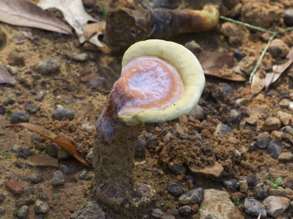Golden reishi, photo 3 sur 5