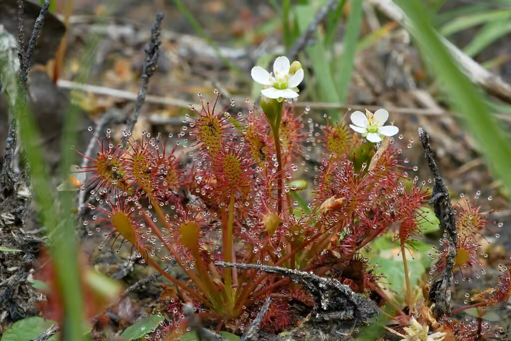 Oblong-leaved sundew, In flower