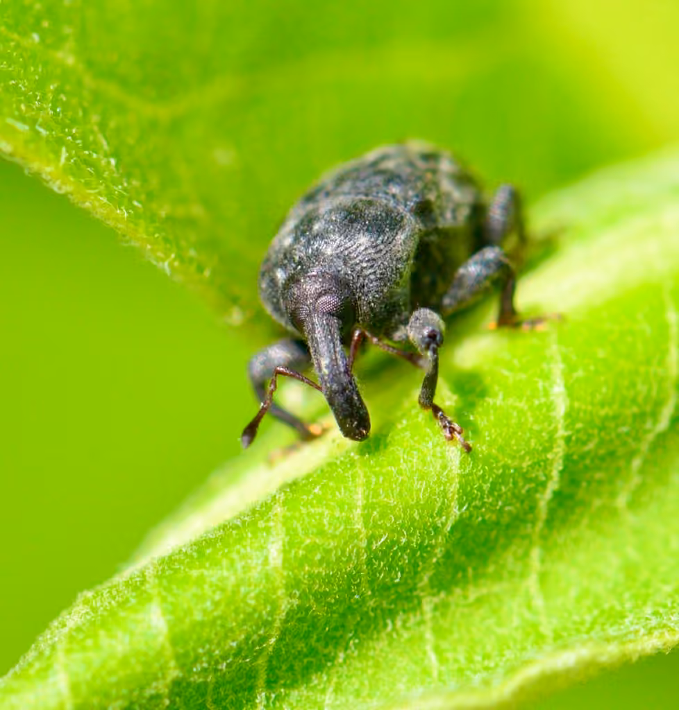 Milkweed Stem Weevil, photo 2 of 5