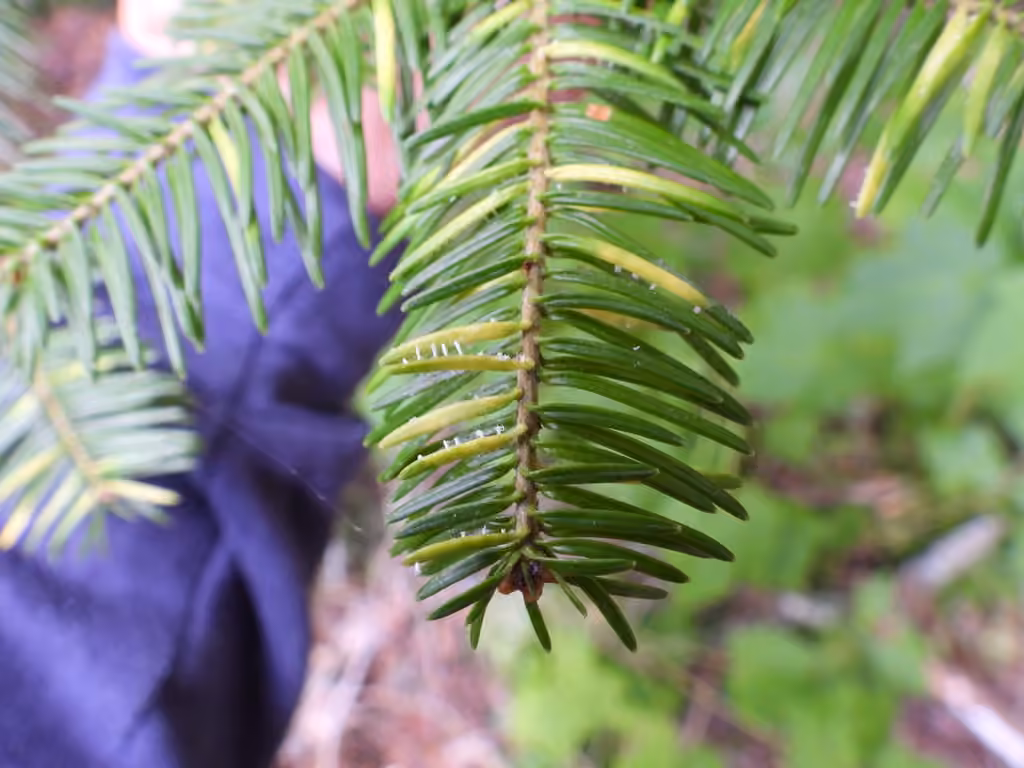 Needle Rust, photo 2 sur 5