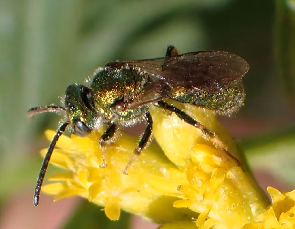 Halicte doré, Mâle