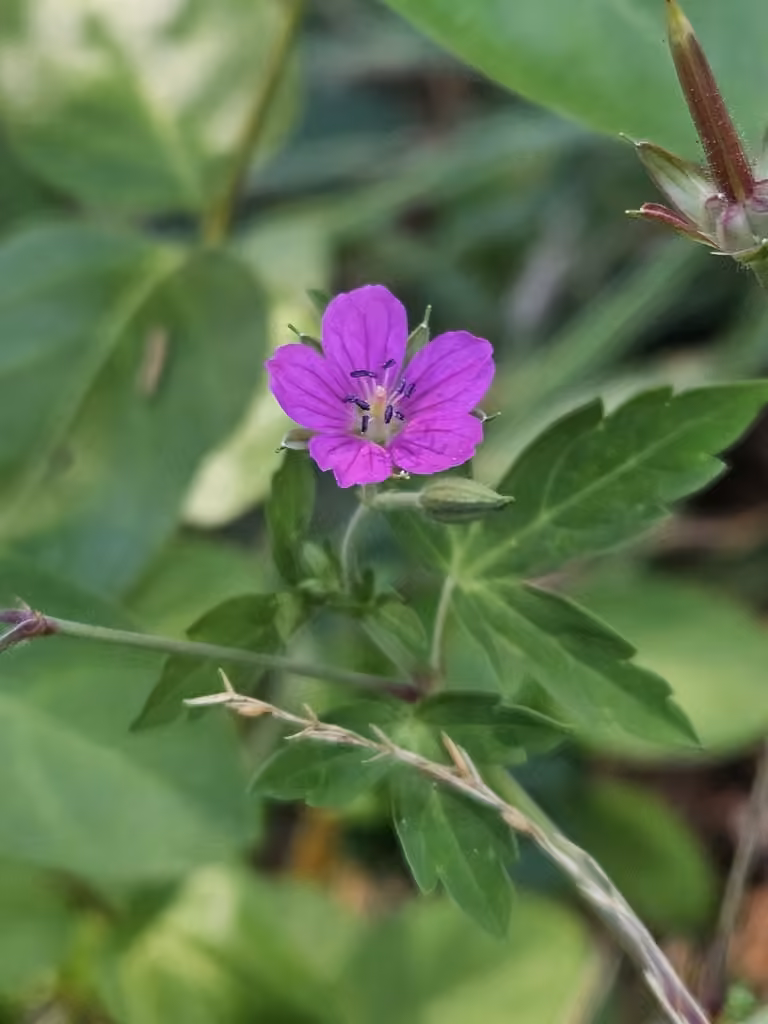 Géranium de Thunberg, En fleurs