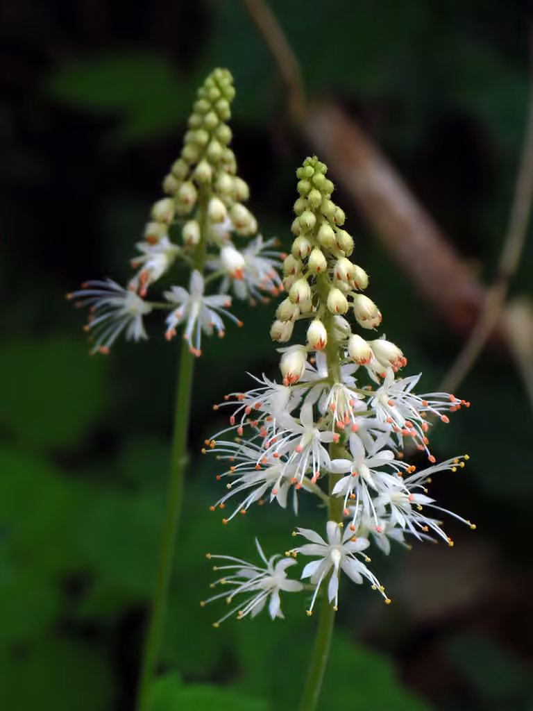 Tiarelle cordifoliée
