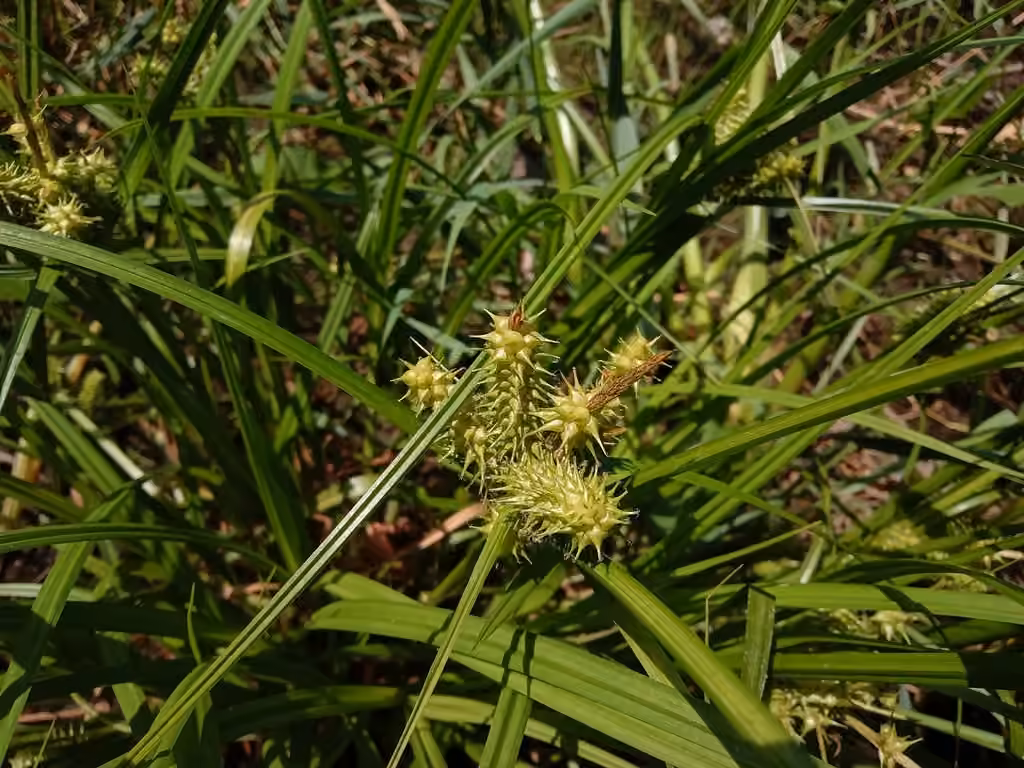 Carex réfléchi, En fleurs