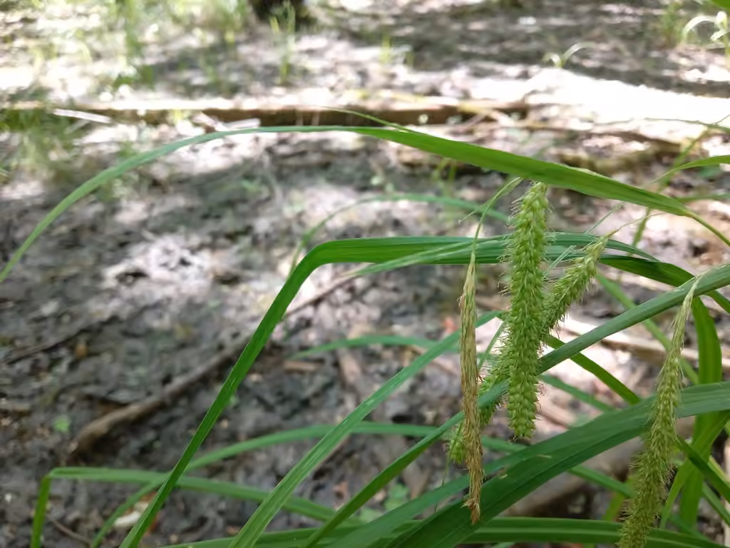 Carex crépu, En fleurs