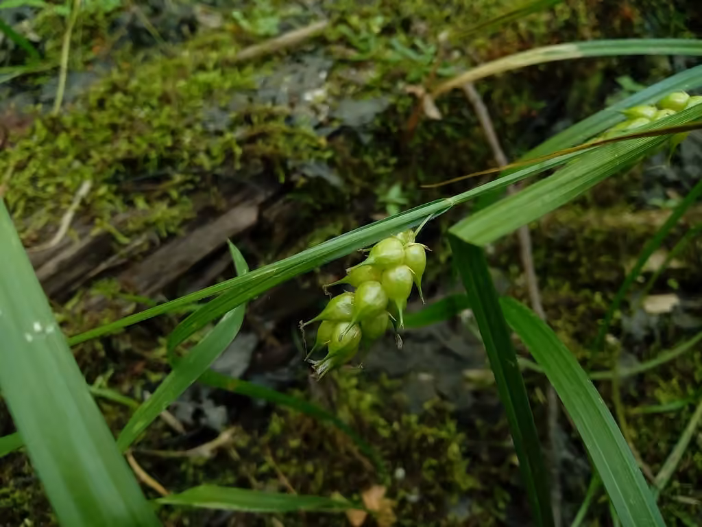 Carex de Tuckerman, En fruits