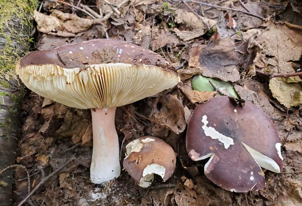 Russule écrevisse des bouleaux, photo 2 sur 5