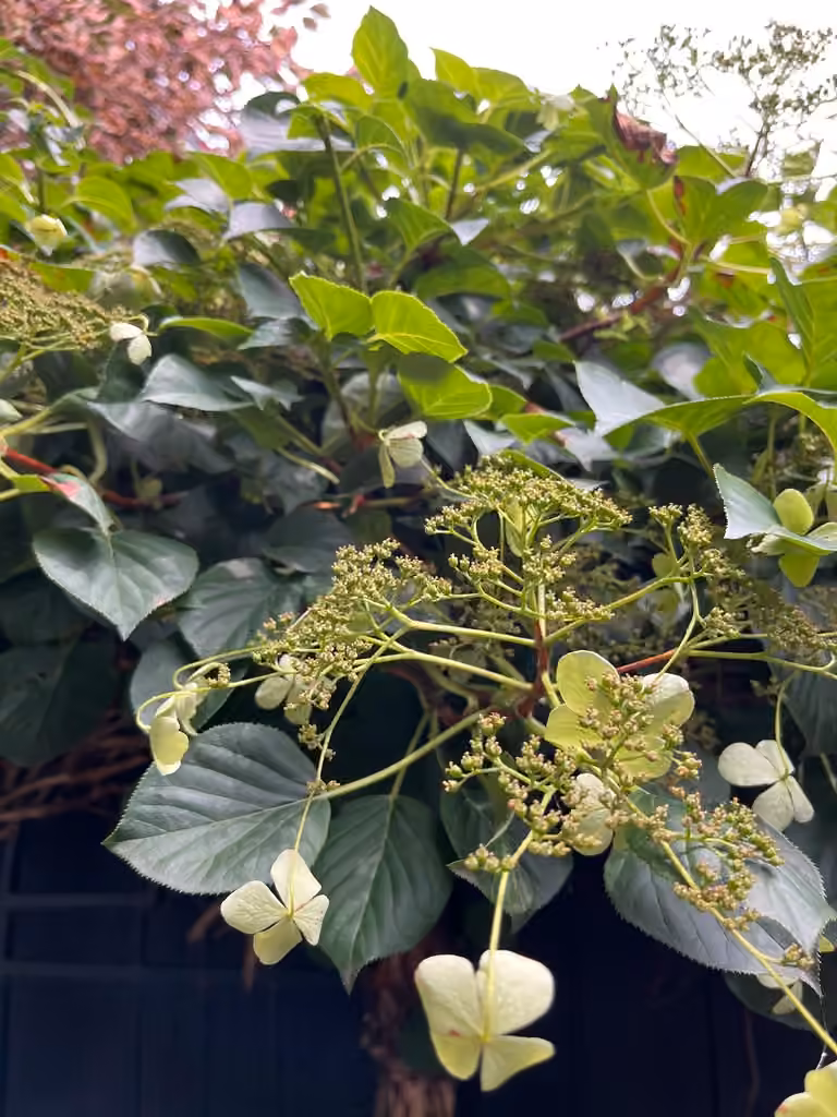 Climbing hydrangea, In flower