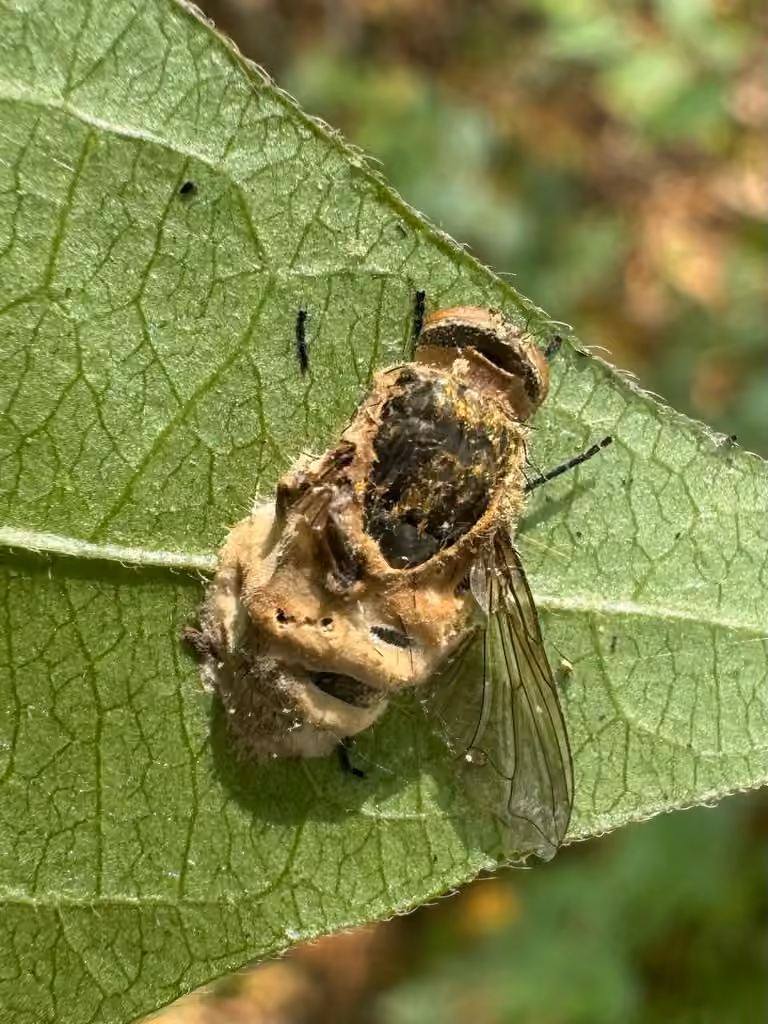 Entomophthora muscae, photo 2 of 5