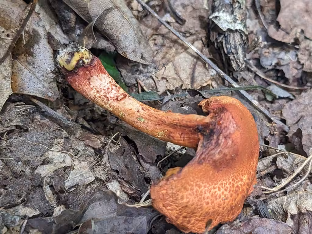 Dappled webcap, photo 3 of 5