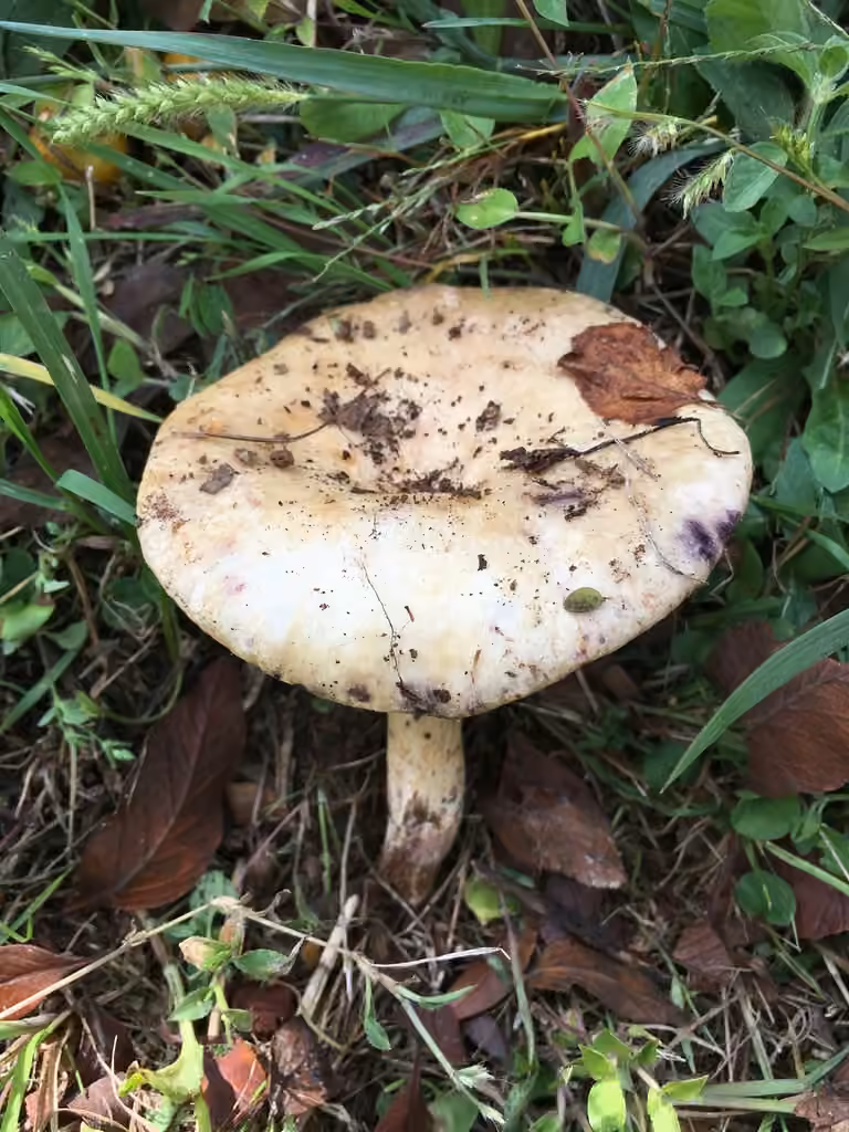 Lactarius montanus, photo 2 sur 5