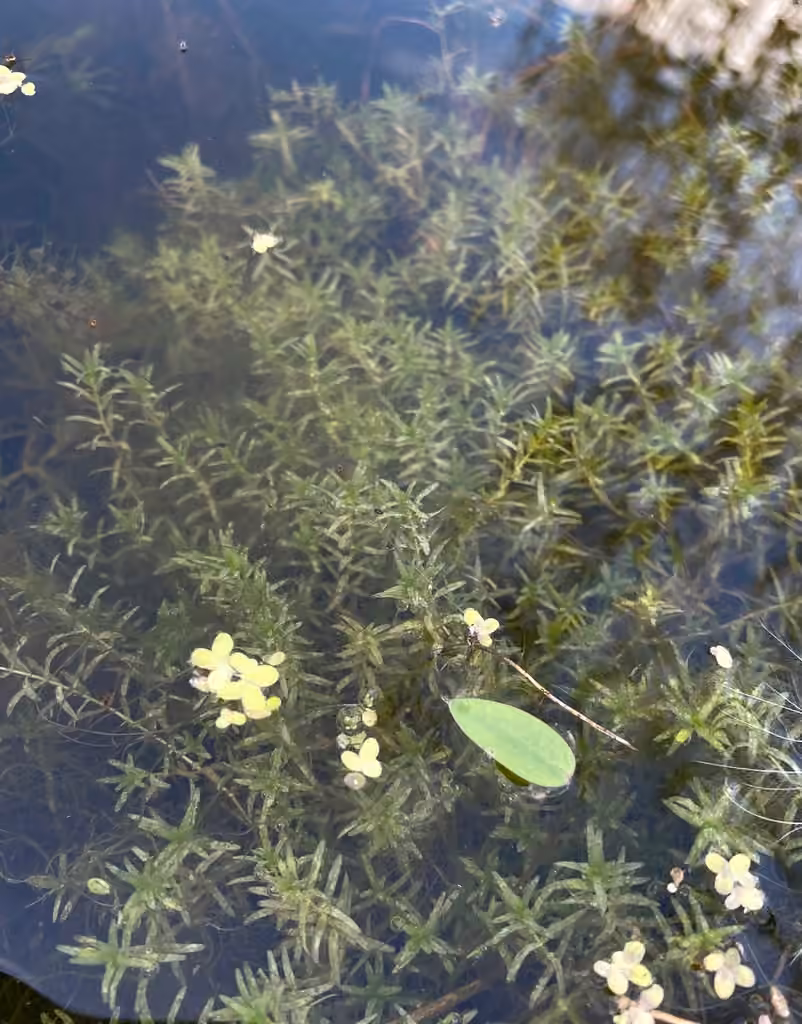 Autumn water-starwort, photo 1 of 5