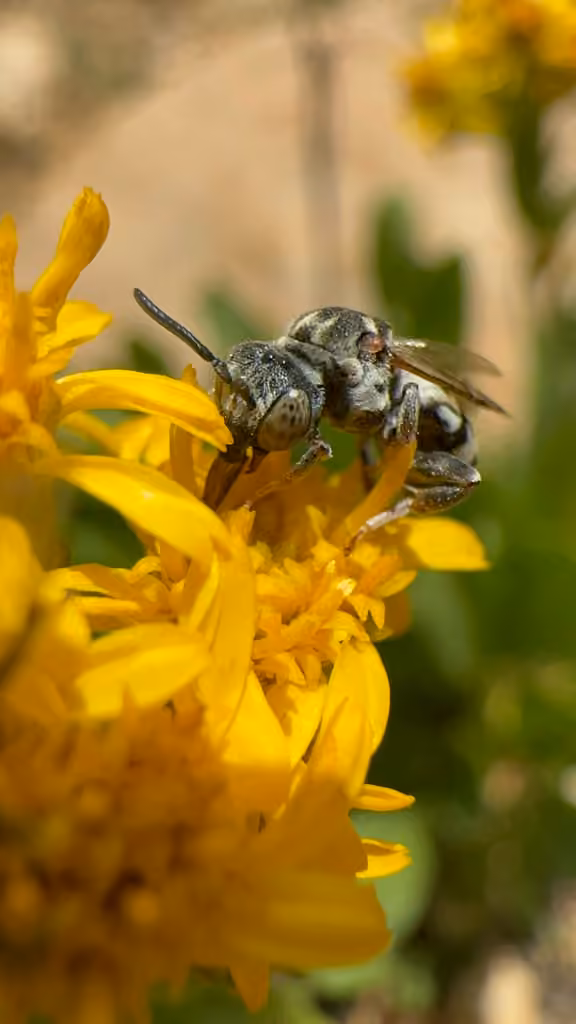 Least Cellophane-cuckoo Bee, photo 3 of 5