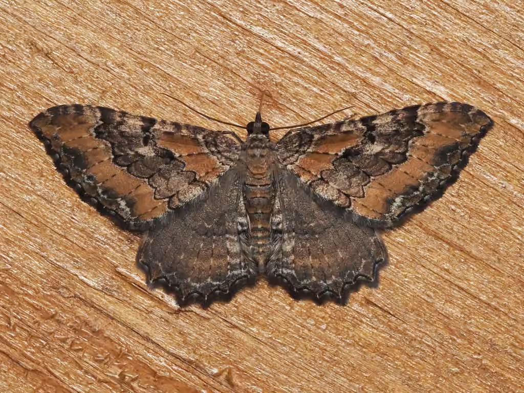 Barberry Geometer Moth, photo 3 sur 5