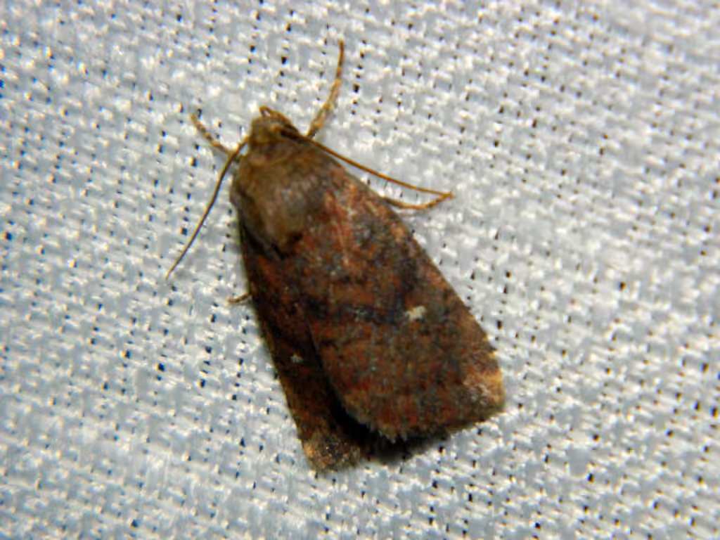 Small Brown Quaker, Adult