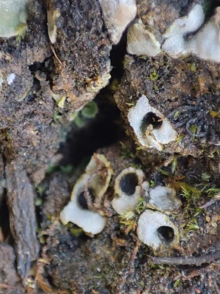 Solorine bispore, photo 1 sur 5