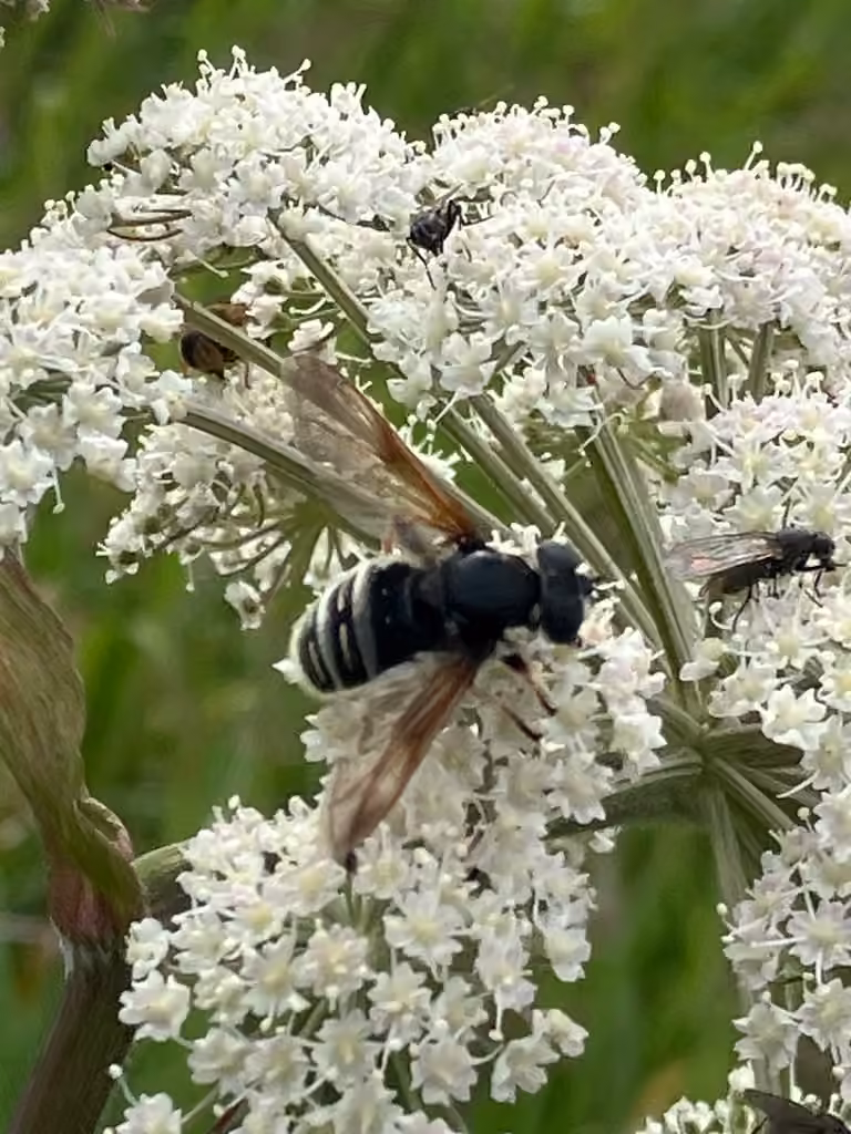 Narrow-banded Pond Fly, Female