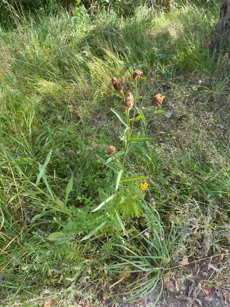 Brownray knapweed, In fruit
