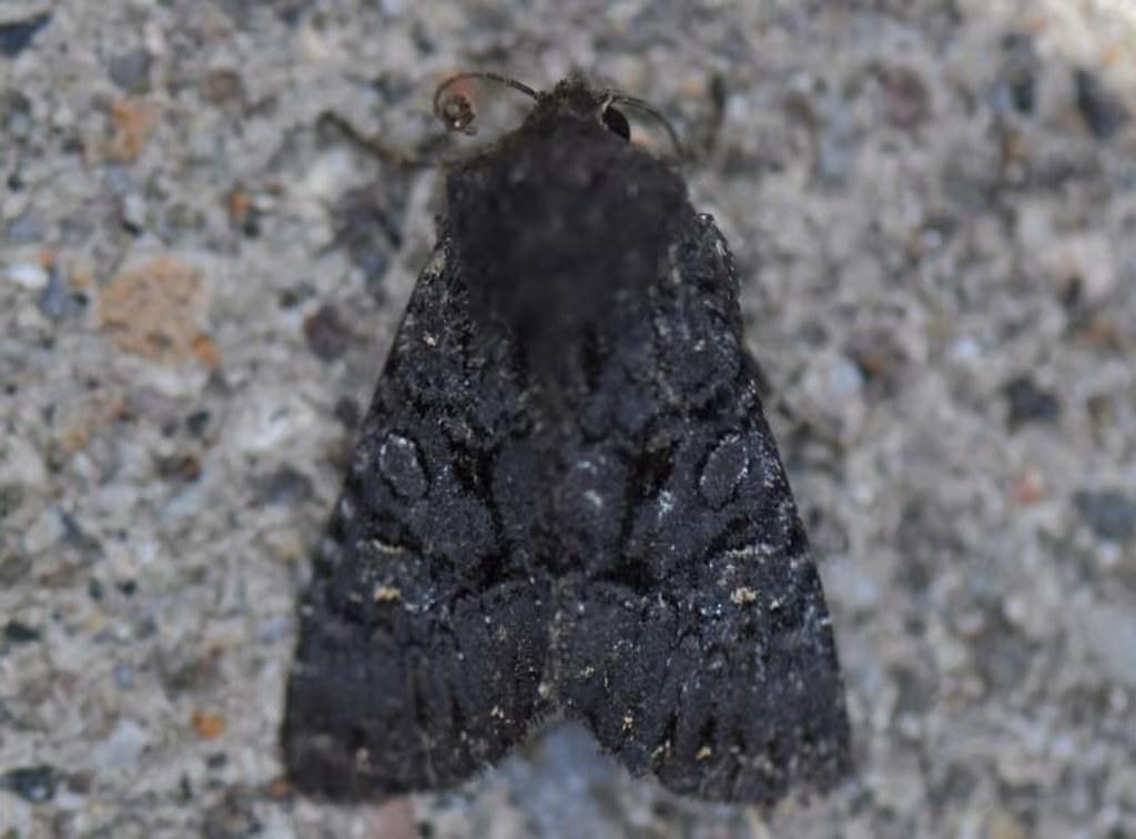 Impulsive Apamea, Adulte