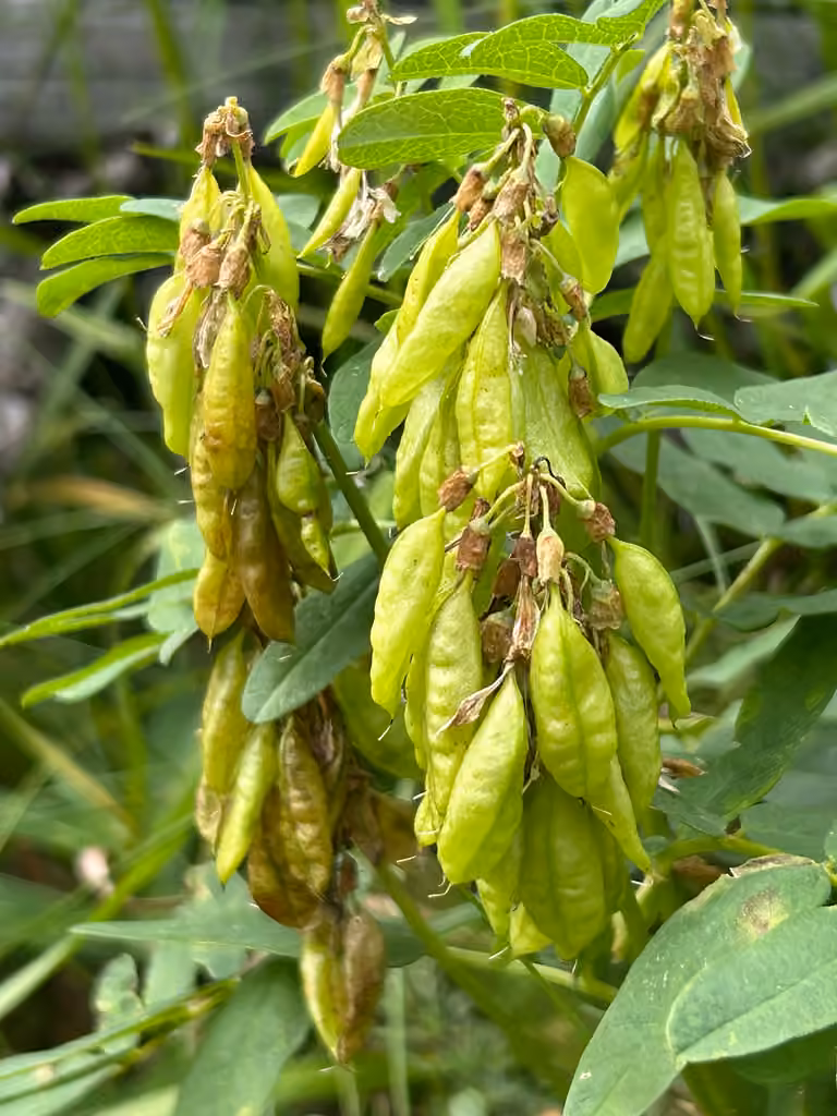 Astragale d'Amérique, En fruits