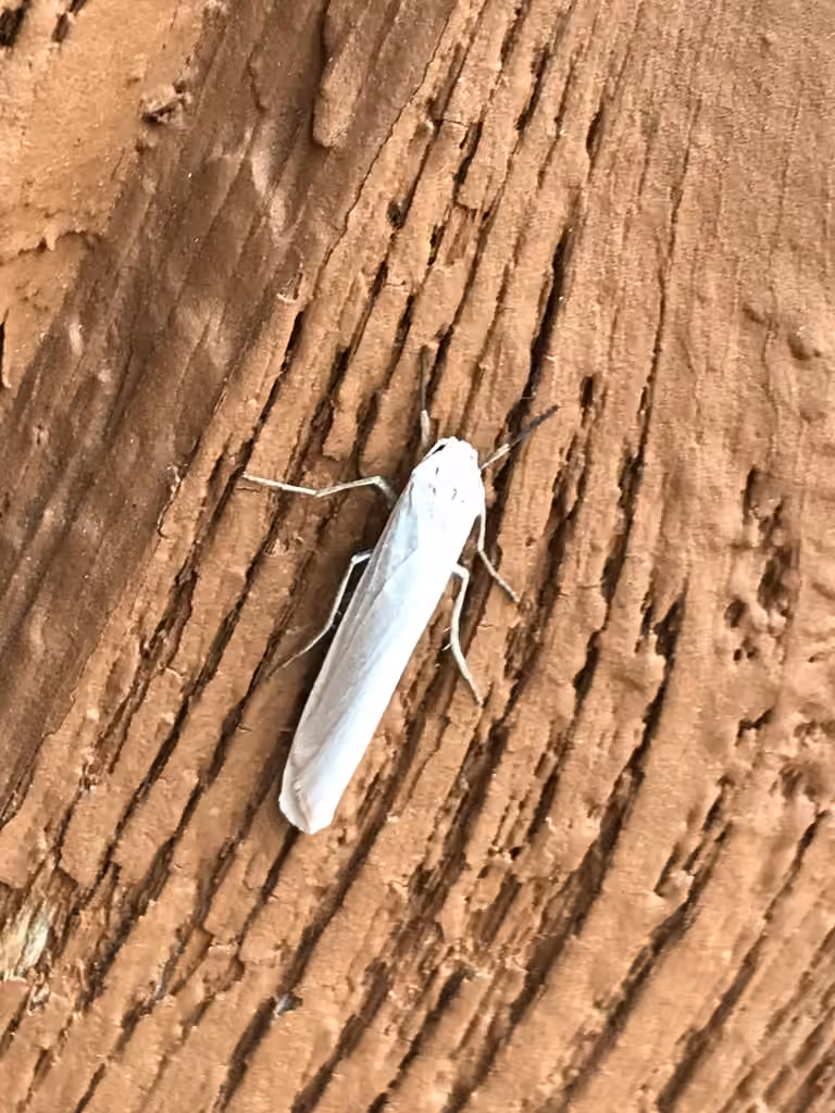 Pearly-winged Lichen Moth, photo 2 of 5