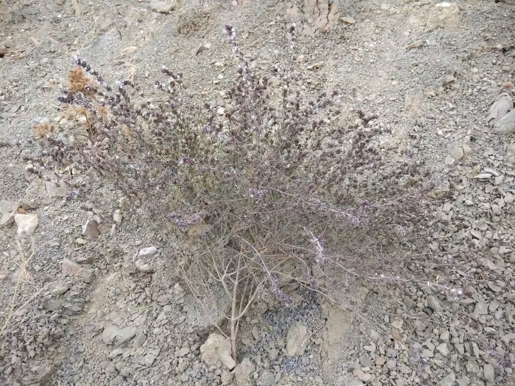 Summer savory, photo 2 of 5