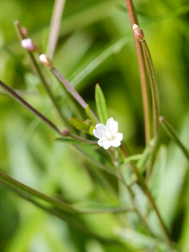 Bog willowherb, Flower buds