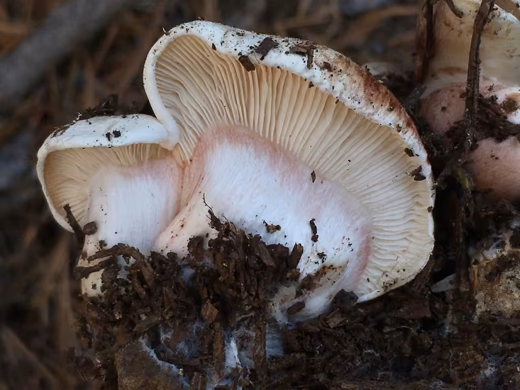 Hygrophore pourpré, photo 2 sur 5