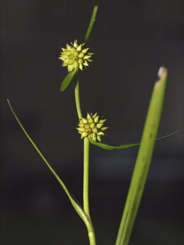 Small bur-reed, photo 1 of 5
