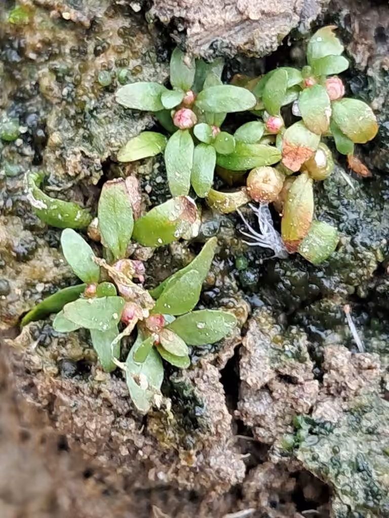 Longstem waterwort, photo 3 of 5