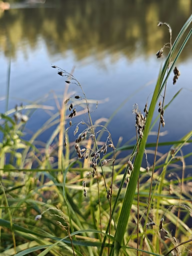 Sweet grass, In fruit