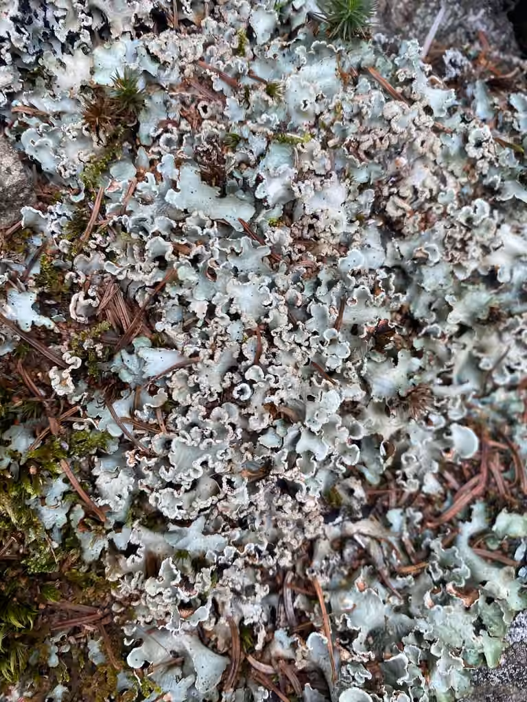 Sea Storm Lichen, photo 3 of 5
