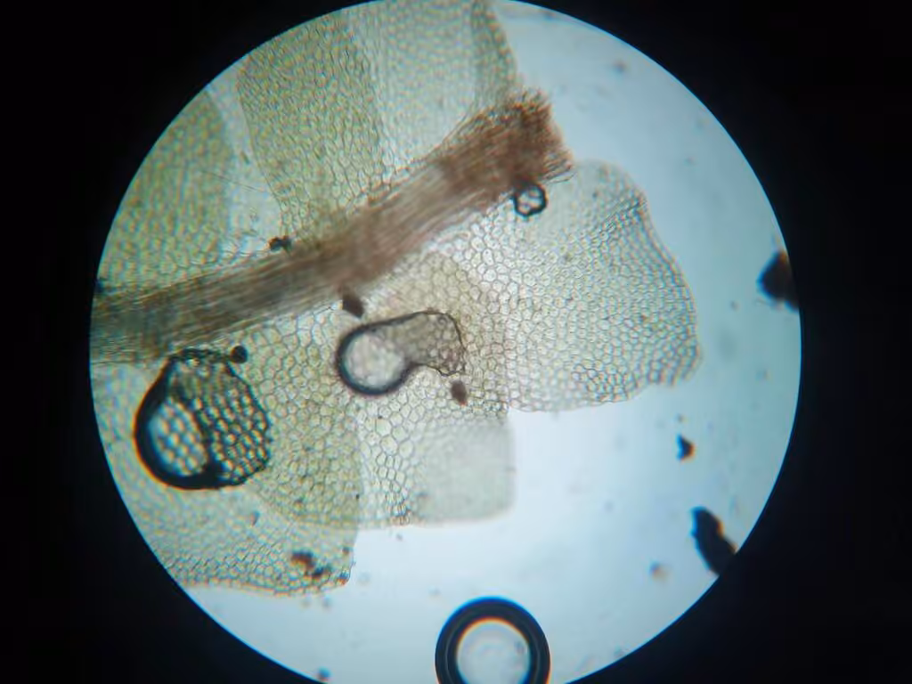 Nees' Pouchwort, photo 2 of 5